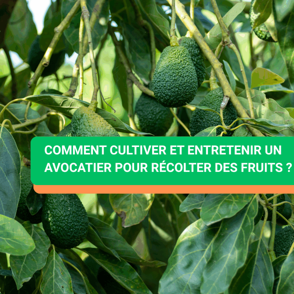Comment cultiver et entretenir un avocatier pour récolter des fruits ?
