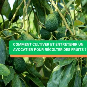 Comment cultiver et entretenir un avocatier pour récolter des fruits ?