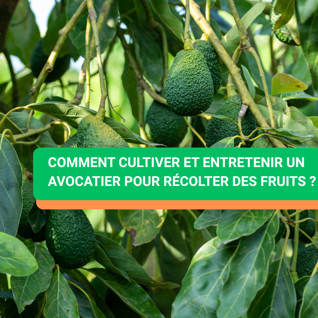 Comment cultiver et entretenir un avocatier pour récolter des fruits ?