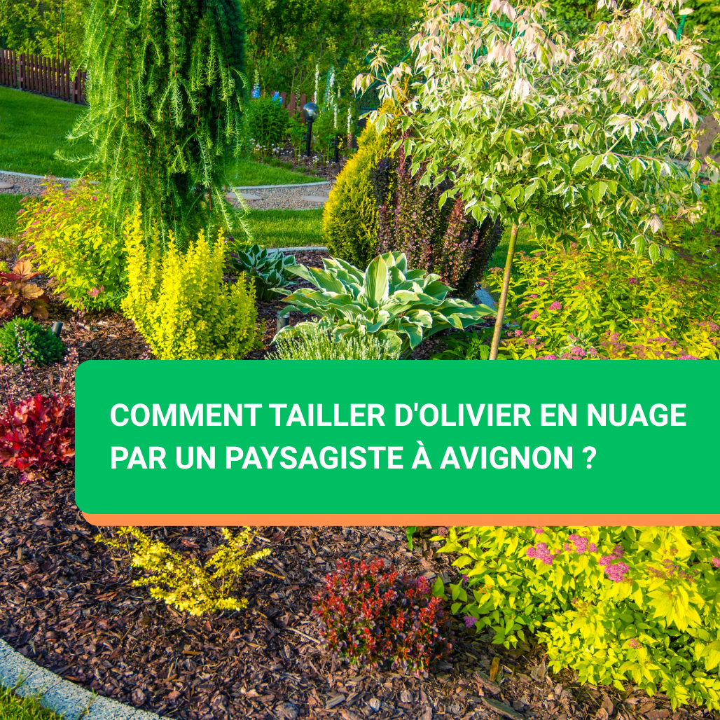 Comment tailler d'olivier en nuage par un paysagiste à Avignon ?