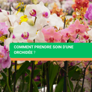 Comment prendre soins d'une orchidée