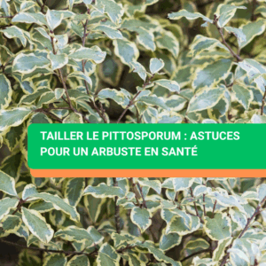 Tailler le pittosporum : astuces pour un arbuste en santé