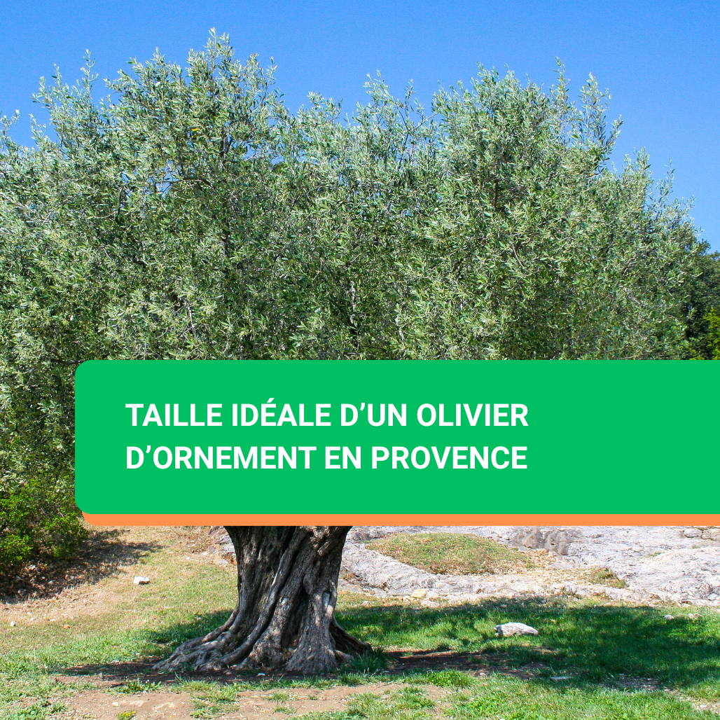 Taille idéale d’un olivier d’ornement en Provence