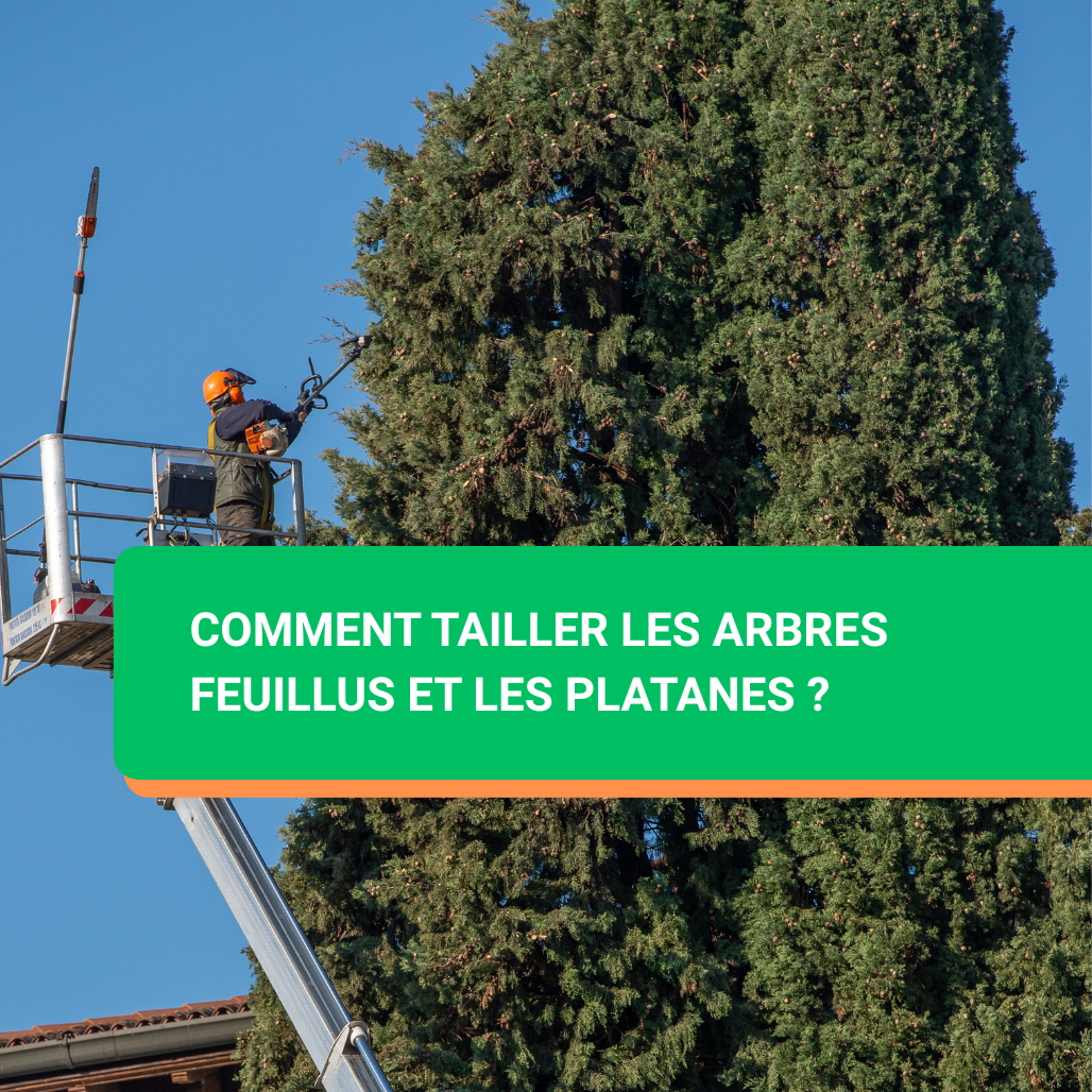 Comment tailler les arbres feuillus et les platanes