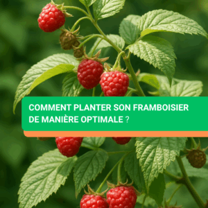 comment planter son framboisier de maniere optimale