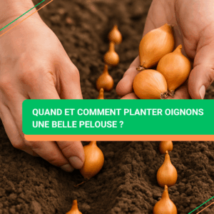 quand et comment planter oignons
