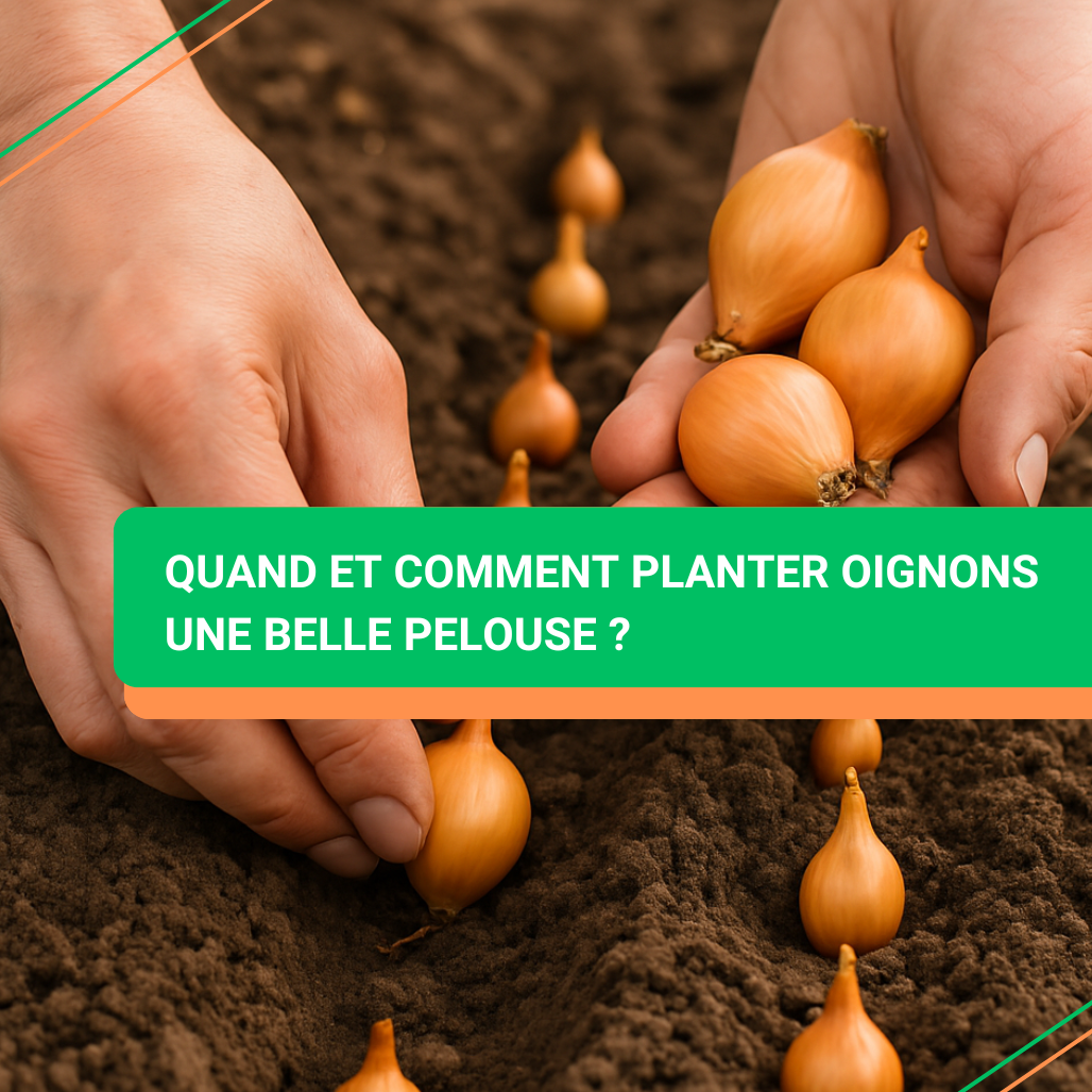 quand et comment planter oignons