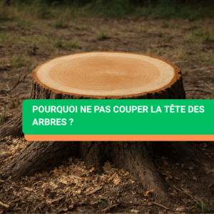 Pourquoi ne pas couper la tête des arbres ?