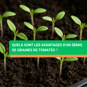 quels sont les avantages d'un semis de graines de tomates