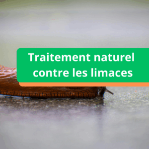 Traitement naturel contre les limaces
